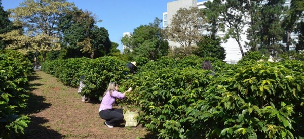 Maior cafezal urbano do mundo, em SP, recebe novas variedades para pesquisas (Foto-Divulgação)