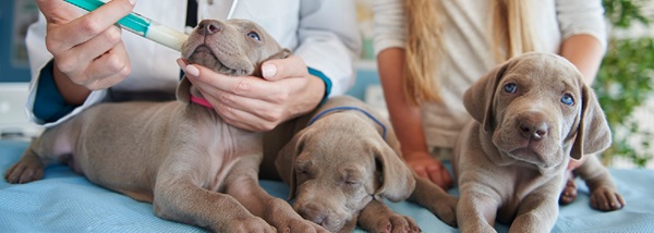 Estação Guarulhos-Cecap recebe mutirão gratuito de saúde para pets nesta segunda (23) (Foto-Divulgação)