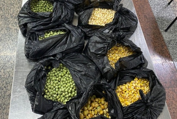 Vigiagro apreende mais de 3 toneladas de produtos irregulares no Aeroporto de Guarulhos (Foto-Reprodução)
