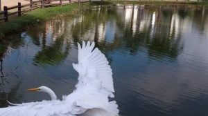Observação de aves no Bosque Maia é atração gratuita neste sábado (Imagem: Divulgação / PMG)
