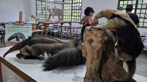 Zoológico e Bosque Maia divulgam agendas ambientais gratuitas para abril em Guarulhos (Imagem: Divulgação / PMG)