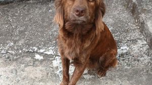 Feira de adoção movimenta o Shopping Bonsucesso neste sábado (Foto: Divulgação / PMG)