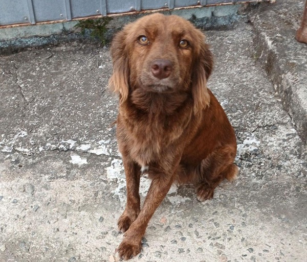 Feira de adoção movimenta o Shopping Bonsucesso neste sábado (Foto: Divulgação / PMG)