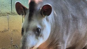 Zoo de Guarulhos destaca importância da conservação no Dia Mundial da Anta (Foto: Marianna Costa - PMG)