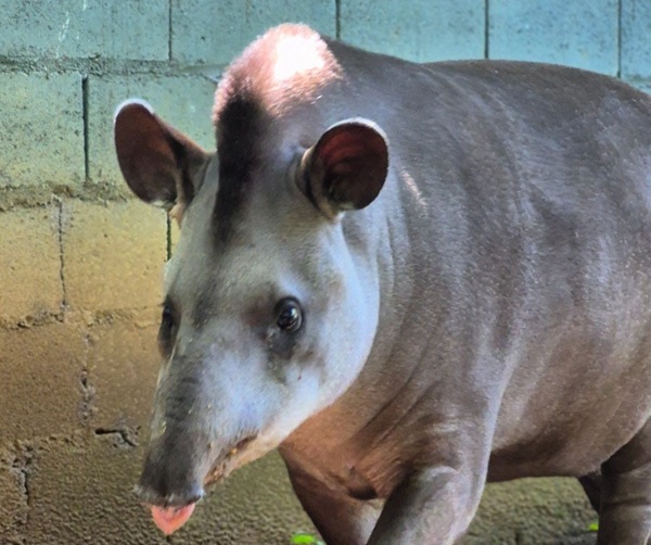 Zoo de Guarulhos destaca importância da conservação no Dia Mundial da Anta (Foto: Marianna Costa - PMG)