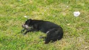 Cachorro Abandonado e ferimentos: Apelo por socorro a animal mobiliza vizinhança em Guarulhos (Foto-Reprodução)