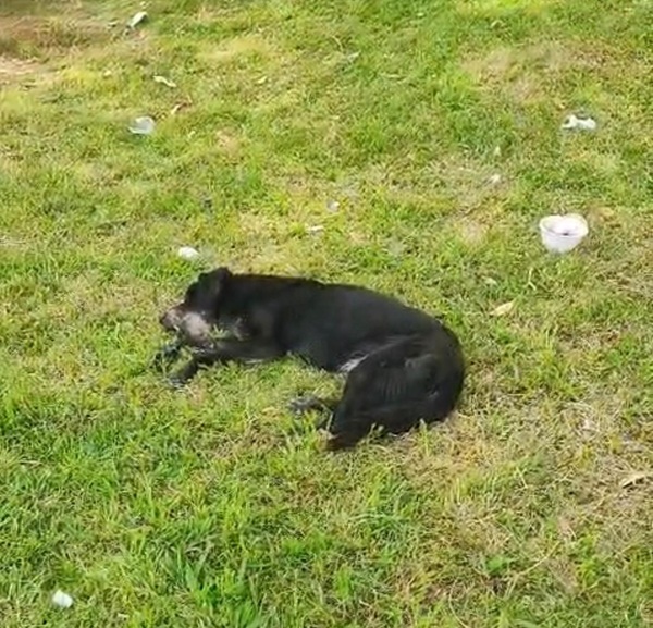 Cachorro Abandonado e ferimentos: Apelo por socorro a animal mobiliza vizinhança em Guarulhos (Foto-Reprodução)