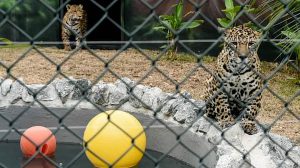 Guarulhos oferece opções gratuitas de lazer no feriado do Dia do Trabalhador (Fotos: Márcio Lino, Diego Fróis, Sidnei Barros e Fábio Nunes Teixeira / PMG)