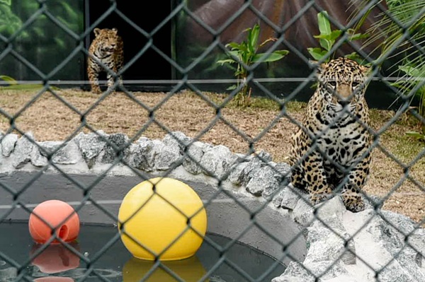 Guarulhos oferece opções gratuitas de lazer no feriado do Dia do Trabalhador (Fotos: Márcio Lino, Diego Fróis, Sidnei Barros e Fábio Nunes Teixeira / PMG)