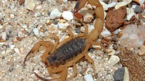 Saiba quando procurar ajuda apos picada do escorpião urgente e como proceder em Guarulhos (Foto-Divulgação)