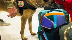 PF apreende 100 kg de cocaína no Aeroporto de Guarulhos (PF apreende 100 kg de cocaína no Aeroporto de Guarulhos (Foto-Reprodução)