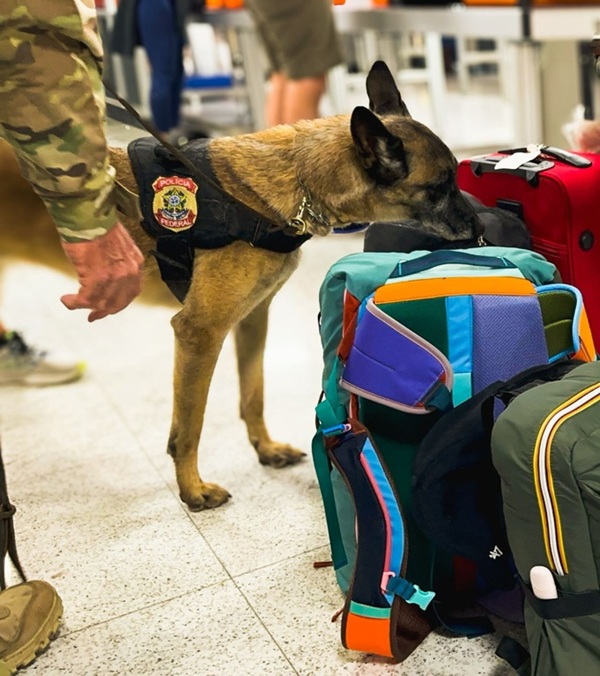 PF apreende 100 kg de cocaína no Aeroporto de Guarulhos (PF apreende 100 kg de cocaína no Aeroporto de Guarulhos (Foto-Reprodução)