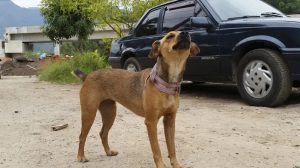Governo de SP Endurece Punições para Maus-Tratos a Animais e Multas Podem Chegar a R$ 50 Mil (Foto: Divulgação/Governo de SP)