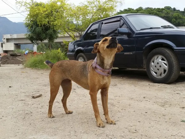 Governo de SP Endurece Punições para Maus-Tratos a Animais e Multas Podem Chegar a R$ 50 Mil (Foto: Divulgação/Governo de SP)