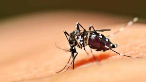 Febre Amarela em SP: Estado Confirma Mais Duas Mortes e Total de Óbitos Sobe para Cinco em 2026 (Foto-Divulgação)