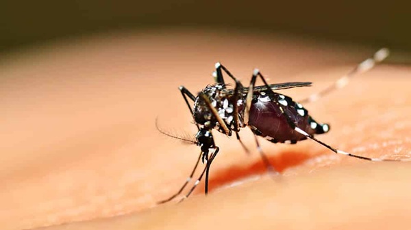 Febre Amarela em SP: Estado Confirma Mais Duas Mortes e Total de Óbitos Sobe para Cinco em 2026 (Foto-Divulgação)