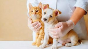 Colesterol Alto em Cães e Gatos Pode Indicar Doenças Metabólicas e Hormonais Graves (Foto-Divulgação)