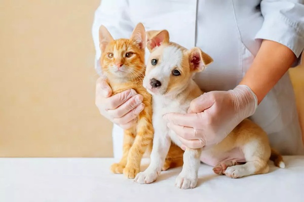 Colesterol Alto em Cães e Gatos Pode Indicar Doenças Metabólicas e Hormonais Graves (Foto-Divulgação)