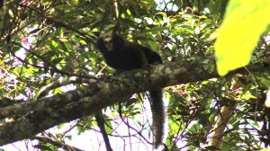 Guarulhos celebra Dia da Biodiversidade com mais de mil espécies catalogadas (Foto-Eduardo Tomazelli)