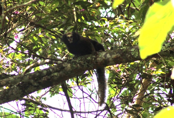 Guarulhos celebra Dia da Biodiversidade com mais de mil espécies catalogadas (Foto-Eduardo Tomazelli)