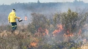 Governo de SP inicia queima controlada para prevenir incêndios em áreas de Cerrado (Foto-Divulgação)