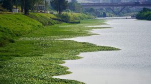 Poluição cai até 55% em trechos dos rios Pinheiros e Tietê após avanço do saneamento em São Paulo (Foto-Divulgação/Governo de SP)