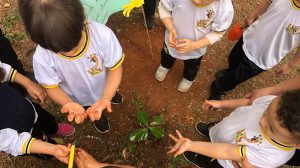 Guarulhos promove plantio de mais de 400 mudas de árvores em comemoração ao Mês do Meio Ambiente (Divulgação/PMG)