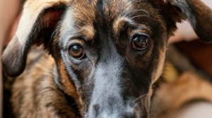 Feira de adoção leva cães e gatos à região do Lavras neste sábado em Guarulhos (Imagem: Freepik)