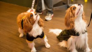 Jornada Pet Vet 2026 oferece capacitação gratuita para profissionais do setor pet em Guarulhos (Divulgação)