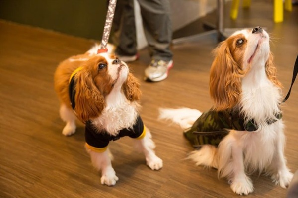 Jornada Pet Vet 2026 oferece capacitação gratuita para profissionais do setor pet em Guarulhos (Divulgação)