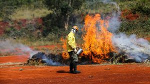 Ação humana provoca 9 em cada 10 incêndios em SP; Defesa Civil reforça medidas de prevenção (Foto-Divulgação)