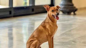 Veja como denunciar maus-tratos a animais (Foto-Divulgação)