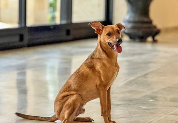 Veja como denunciar maus-tratos a animais (Foto-Divulgação)