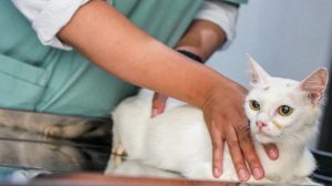 Saiba o que fazer caso seu pet seja picado por um animal (Foto: Butantan/Governo de SP)