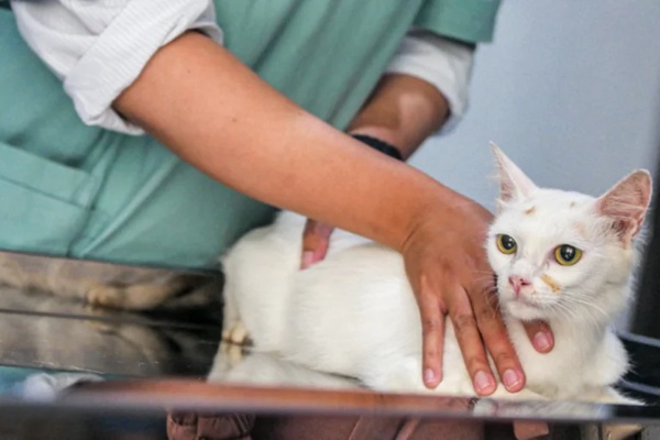 Saiba o que fazer caso seu pet seja picado por um animal (Foto: Butantan/Governo de SP)
