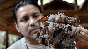 Guarulhos realiza encontro sobre cuidados com abelhas sagradas (Foto-Divulgação)