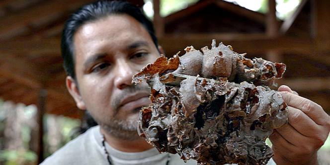 Guarulhos realiza encontro sobre cuidados com abelhas sagradas (Foto-Divulgação)