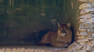 Zoológico de Guarulhos realiza última edição (Foto: Fábio Nunes Teixeira/PMG)