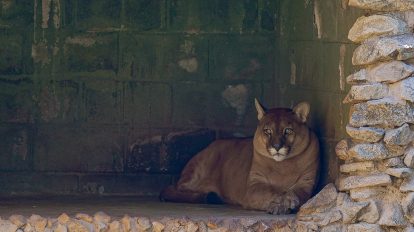 Zoológico de Guarulhos realiza última edição (Foto: Fábio Nunes Teixeira/PMG)
