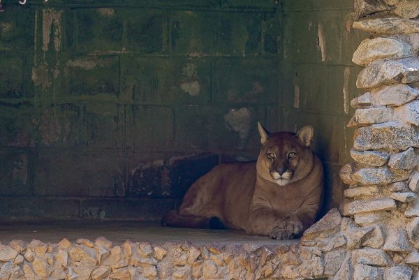 Zoológico de Guarulhos realiza última edição (Foto: Fábio Nunes Teixeira/PMG)