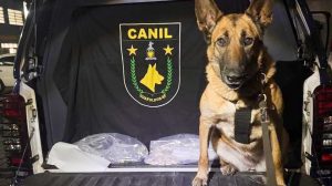 GCM apreende 4,2 kg de drogas em ações de combate (Fotos: Divulgação)