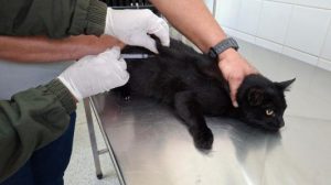 Vacinação antirrábica de cães e gatos (Foto: Divulgação/PMG)