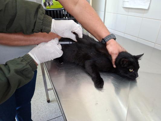 Vacinação antirrábica de cães e gatos (Foto: Divulgação/PMG)