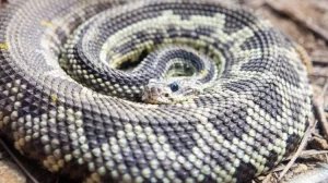 Saiba o que fazer e o que evitar em caso de picada de cobra (Foto: Governo de SP)