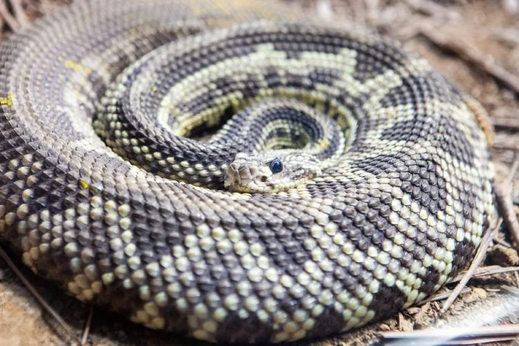 Saiba o que fazer e o que evitar em caso de picada de cobra (Foto: Governo de SP)